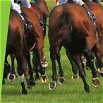 bet horses